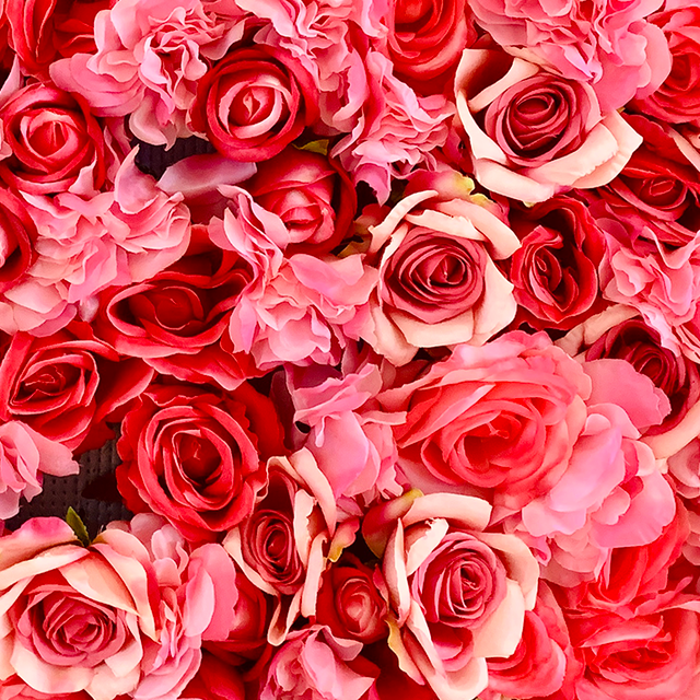 Why we love roses – Noor and Vasl